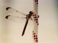 dragonfly_jpg.jpg